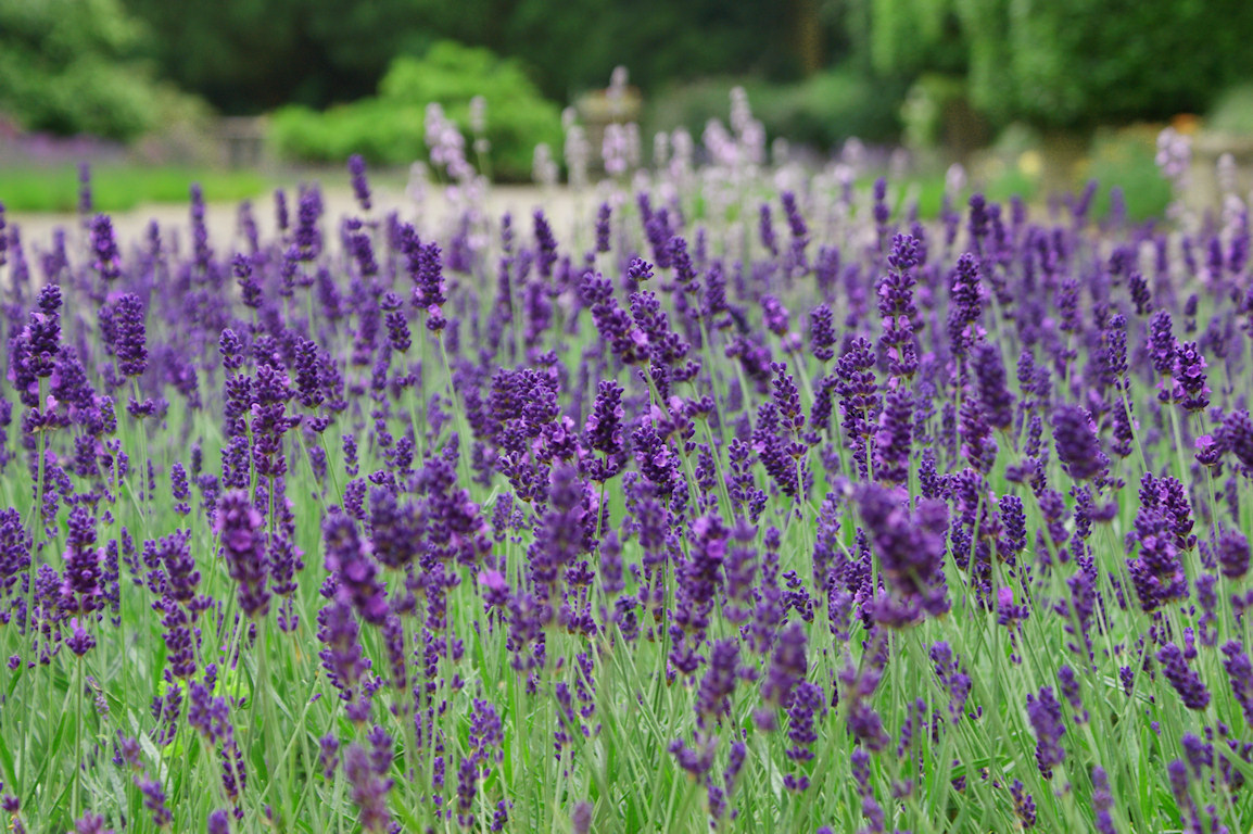 lavendel